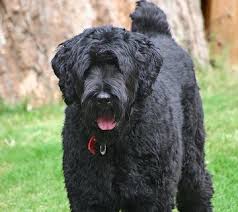 Black Russian Terrier Facts Characteristics Information