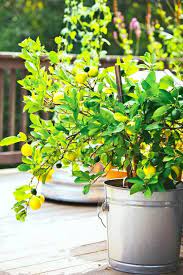 Growing Fruit Trees In Pots Tips For