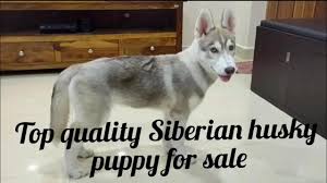 Maybe you would like to learn more about one of these? Husky Puppies For Sale In Ms 08 2021