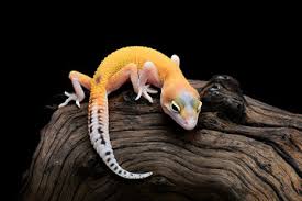 free gecko photos pictures and images