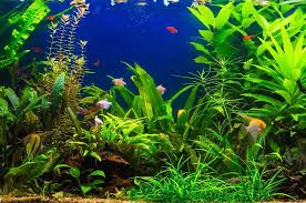 low light aquarium plants fishlab com