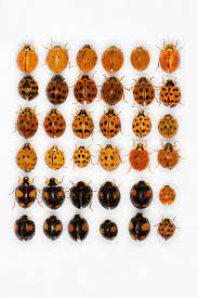 ladybugs and asian lady beetles