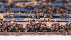 Manitoba Beekeepers Reporting More Bee