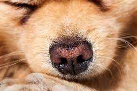 reasons why your dog s nose is warm