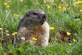 Groundhog Day Groundhog Day Groundhog Animals Wild gambar png