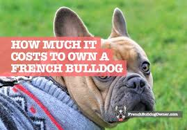 Take a look at the many while these are some reasons why some people are ready to pay a fortune to acquire a french bulldog, there are actually some trackable factors. This Is How Much It Costs To Own A French Bulldog Expensive