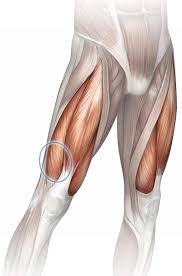 The compartments are divided by septa formed from the fascia. Massage For Thigh Pain Quadriceps