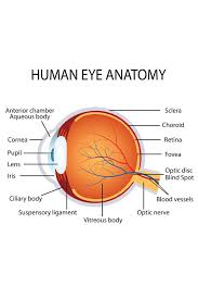 Details About Human Eye Anatomy Classroom Diagram Educational Chart Poster 24x36 Inch