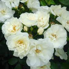 rose flower carpet white pb 6 5 30 40