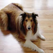 pet friendly flooring options for dogs