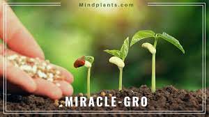 Does Miracle Gro Expire Can Excess Use