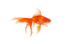 goldfish images browse 157 866 stock