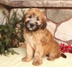 soft coated wheaten terrier puppies for
