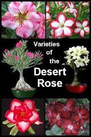 desert roses are a sight to behold