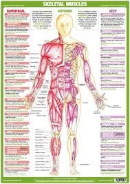 Muscle Anatomy Chart Anterior