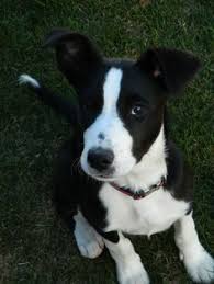The border collies with short hair have a shinier look but some feathered hair on their haunches, forelegs, and chest, while the rest of their bodies are smooth. 11 Short Haired Border Collie Ideas Short Haired Border Collie Border Collie Collie