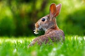 guide to rabbit resistant landscaping