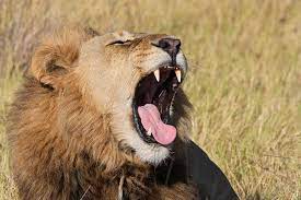 why do male lions roar african