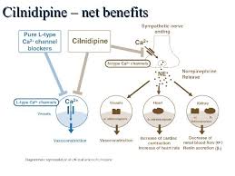 Cilnidipine An L N Type Calcium Channel Blocker Changes