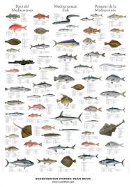 Pin By Wadko Wadko On Mediterranean Fish Fish Chart