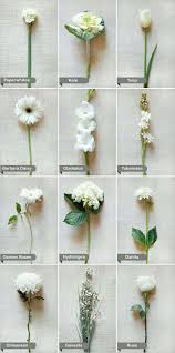types of white flowers good to know