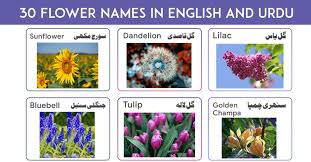 flowers name in english and urdu