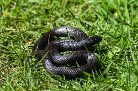 mexican black king snake care sheet