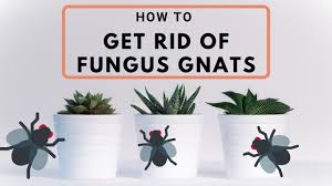 fungus gnats on indoor plants