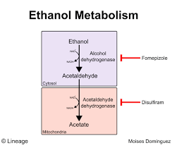 Ethanol Metabolism Biochemistry Medbullets Step 1