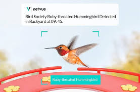 The 9 Best Hummingbird Feeders That