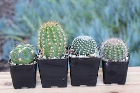 Mixed 4 Mini Cactus Plants In 2 Inch