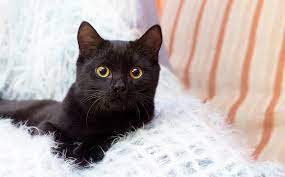 黒猫ってどんな柄？特徴や柄の事例を紹介｜猫の柄ブログ®