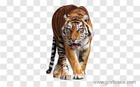 tiger walking front face png image free