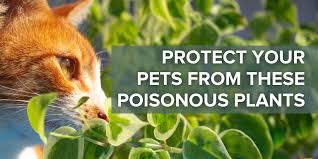 Pets From These Poisonous Plants