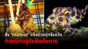 โผล่อีกแล้ว หมึกบลูริง เสียบไม้ขายตลาดนัด มีพิษ ห้ามกิน. à¸ª à¸ à¸à¸£à¸¡à¸à¸°à¹à¸¥ à¹à¸ à¸à¸