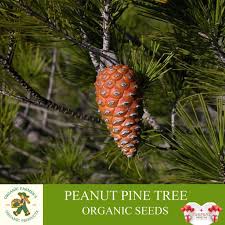 Peanut Pine Tree Organic Seeds 5 Count