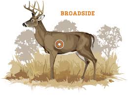 Bowhunting How To Where To Aim On A Whitetail Deer