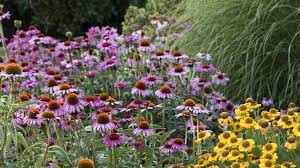 Zone 5 perennials can range from low growing plants to tall growing plants, those that produce colorful flowers. Zone 5 6 Perennials Zone 5 Perennials