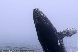 Humpback Whale In Monterey Bay Breaches Water More Than 30