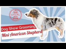 to groom a miniature american shepherd