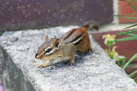 how to get rid of chipmunks the