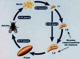 la mouche comment comprendre sa