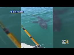 great white shark spotted at jersey