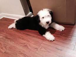 He is registered and have a certified pedigree from the akc (american kennel club). Olde English Sheepdog Puppy For Sale In Houston Texas Classified Americanlisted Com