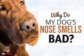 why do my dog s nose smells bad k9 rocks