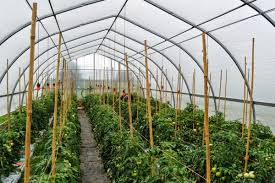 Cultivation in greenhouses is a practice that has allowed farmers to increase their. Michigan Ornamental Growers Extend Season With Greenhouse Vegetables Urban Ag News