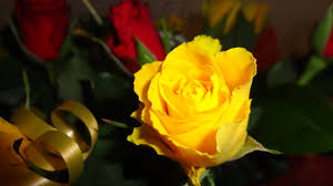free beautiful yellow rose