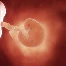 Aber wir wurden überrascht und konnten den embryo pochen sehen 💓😍 er meinte wären wir einen tag. Schwanger Und Kind Schwangerschaft Woche 5 Bis 8 2 Monat