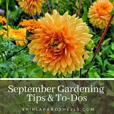 september gardening tips and to dos for