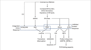 Flowchart Showing The Induction Of Er Stress And Its